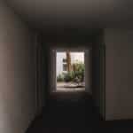 portulacaria afra indoor care