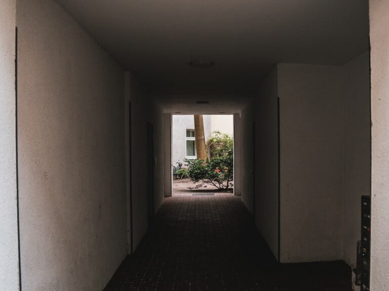 portulacaria afra indoor care