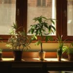 indoor succulent care in winter