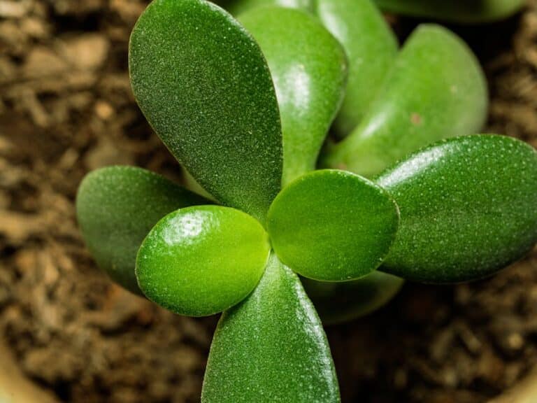 jade plant indoor maintenance