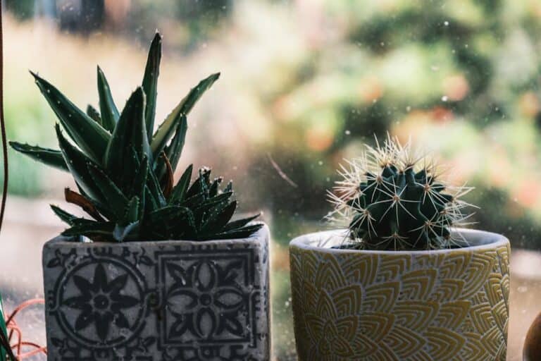 how to keep succulents alive indoors