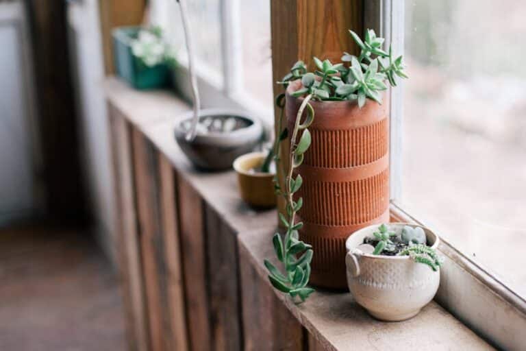 indoor succulents in winter