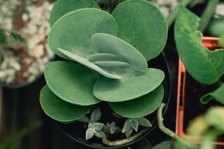paddle plant indoor care