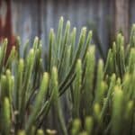 pencil cactus indoor care