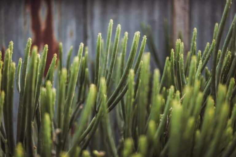 pencil cactus indoor care