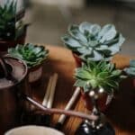 indoor succulent watering schedule