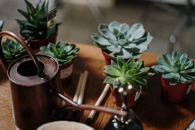 indoor succulent watering schedule