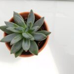 sempervivum care indoor