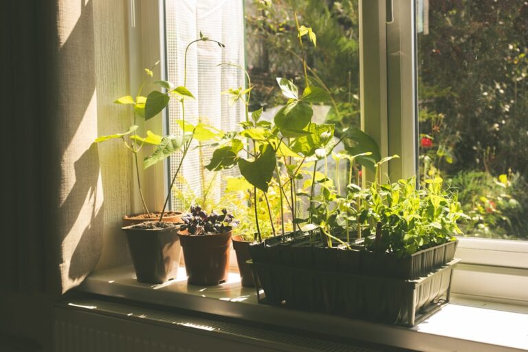 aloe vera indoor benefits
