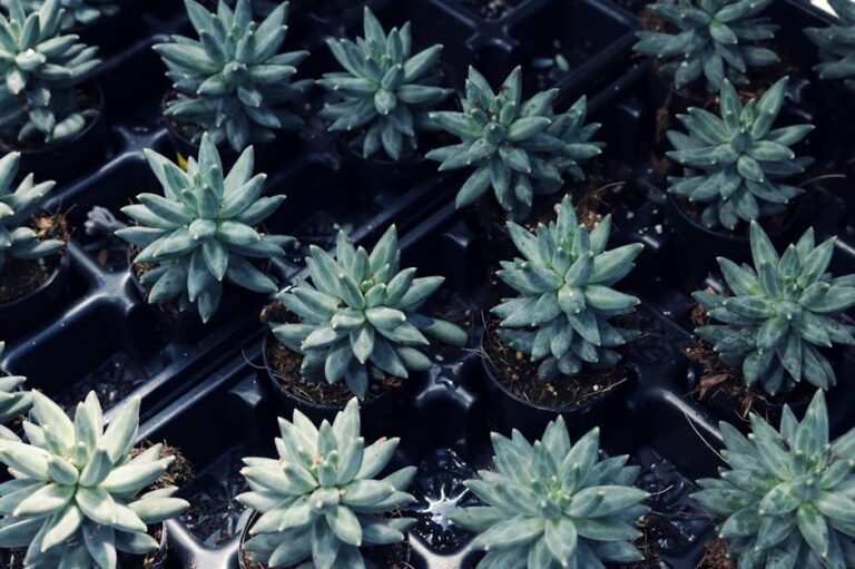 grow lights for succulents