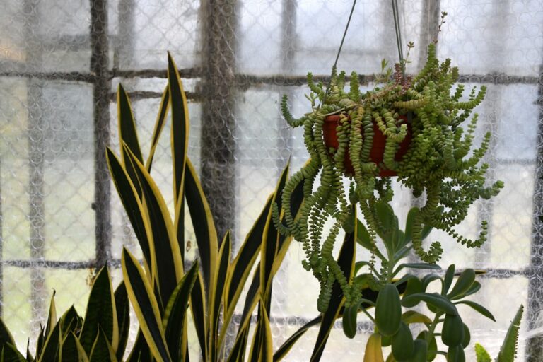 drought tolerant indoor plants