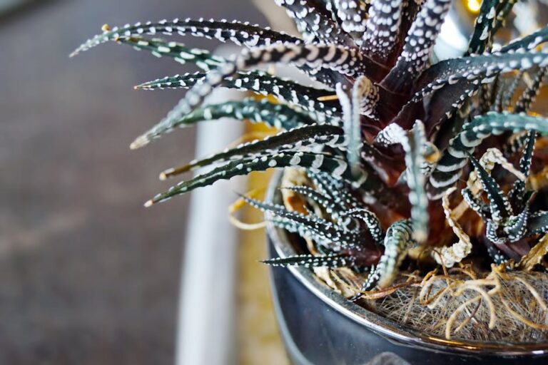 haworthia indoor care