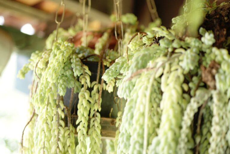 string of pearls care