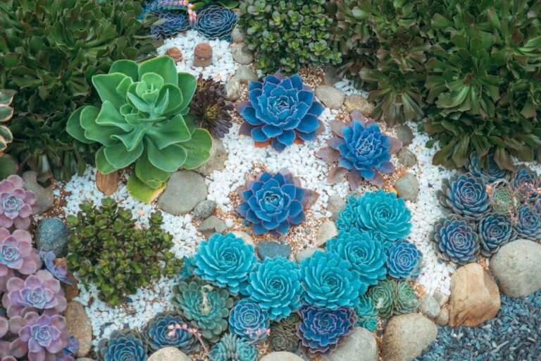 best way to care for succulents indoors