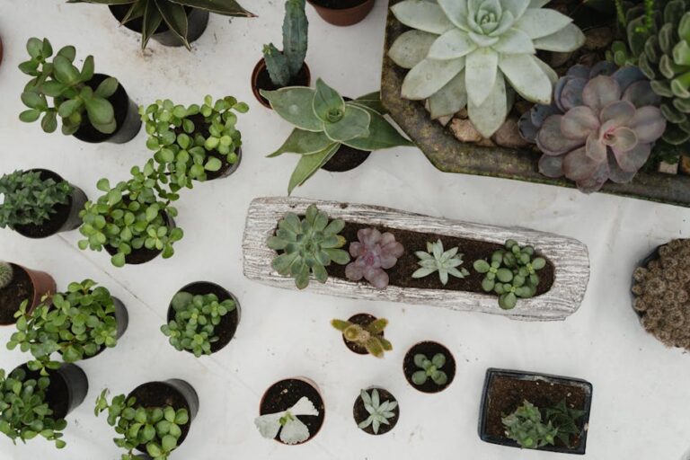 indoor succulent garden care