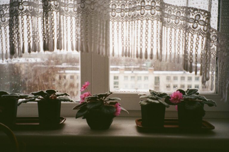 growing succulents indoors in winter