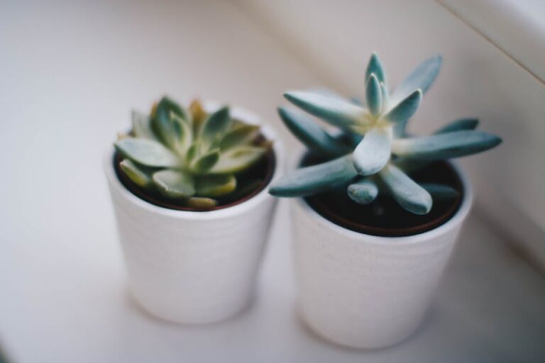 sedum indoor care
