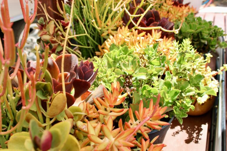 trailing succulents indoor favorites