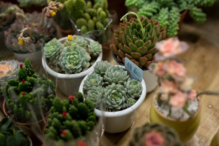 fertilizer for indoor succulents
