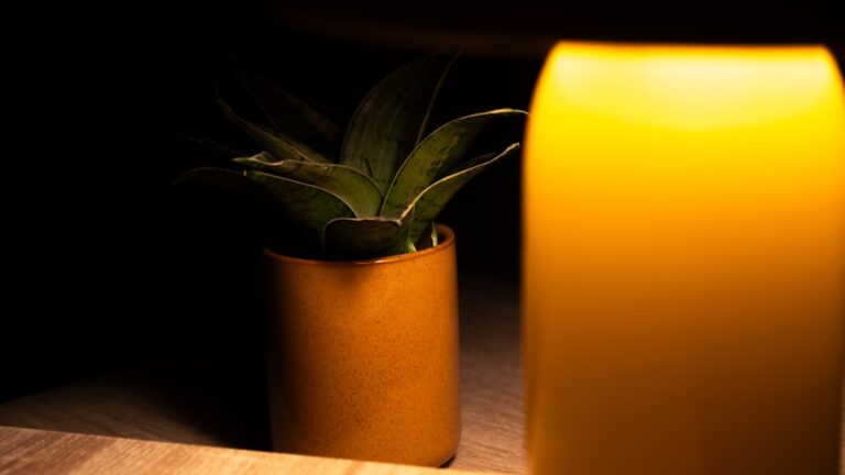 low light succulents indoor