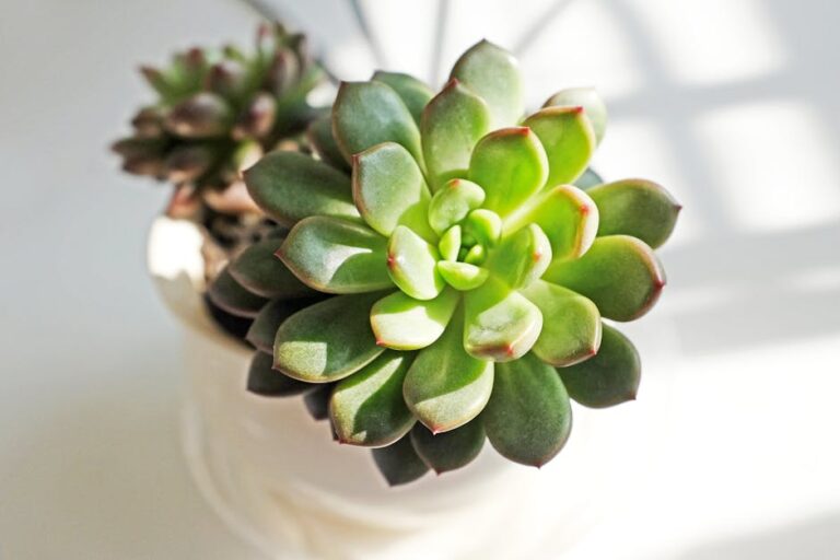 winter care indoor succulents